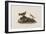 Illustration from 'Birds of America', 1827-38-John James Audubon-Framed Giclee Print