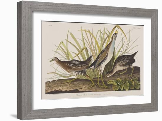 Illustration from 'Birds of America', 1827-38-John James Audubon-Framed Giclee Print