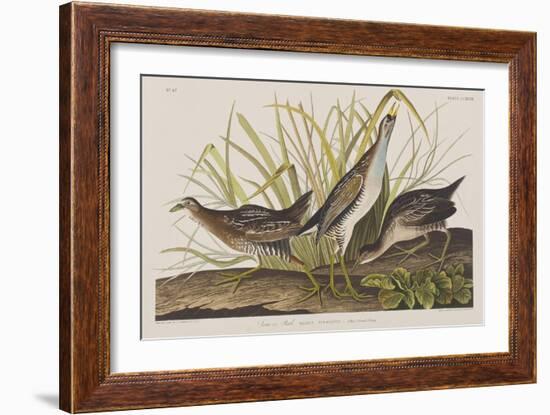 Illustration from 'Birds of America', 1827-38-John James Audubon-Framed Giclee Print