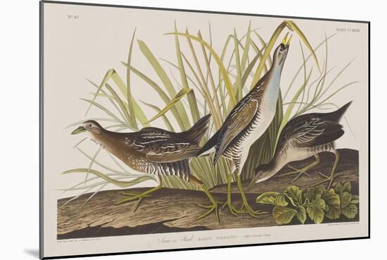 Illustration from 'Birds of America', 1827-38-John James Audubon-Mounted Giclee Print