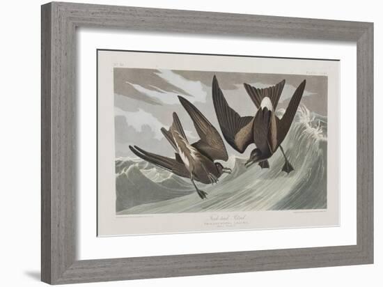 Illustration from 'Birds of America', 1827-38-John James Audubon-Framed Giclee Print