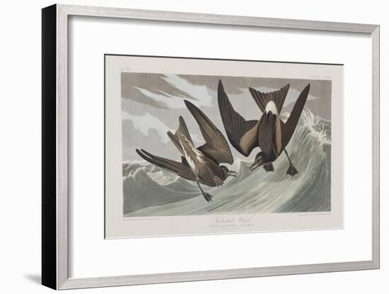 Illustration from 'Birds of America', 1827-38-John James Audubon-Framed Giclee Print