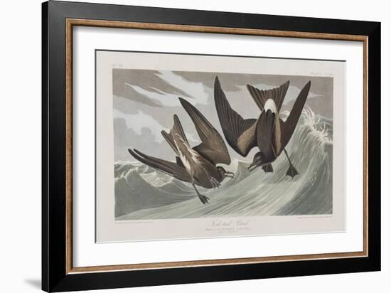 Illustration from 'Birds of America', 1827-38-John James Audubon-Framed Giclee Print