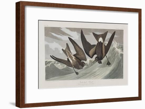 Illustration from 'Birds of America', 1827-38-John James Audubon-Framed Giclee Print