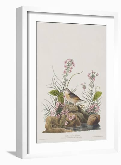 Illustration from 'Birds of America', 1827-38-John James Audubon-Framed Giclee Print