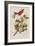 Illustration from 'Birds of America', 1827-38-John James Audubon-Framed Giclee Print