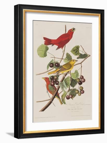 Illustration from 'Birds of America', 1827-38-John James Audubon-Framed Giclee Print