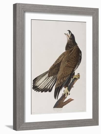 Illustration from 'Birds of America', 1827-38-John James Audubon-Framed Giclee Print