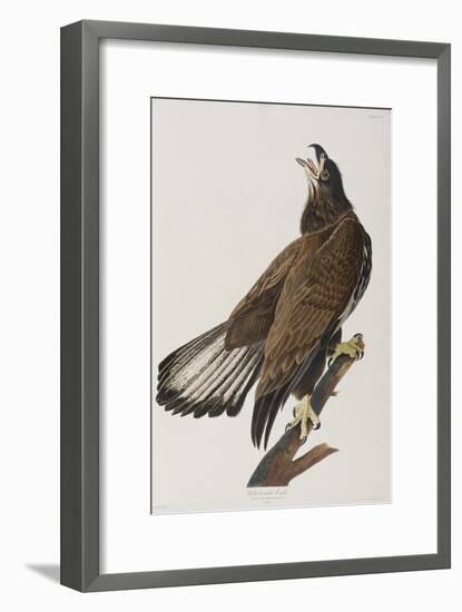 Illustration from 'Birds of America', 1827-38-John James Audubon-Framed Giclee Print