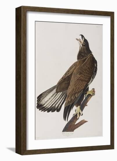 Illustration from 'Birds of America', 1827-38-John James Audubon-Framed Giclee Print