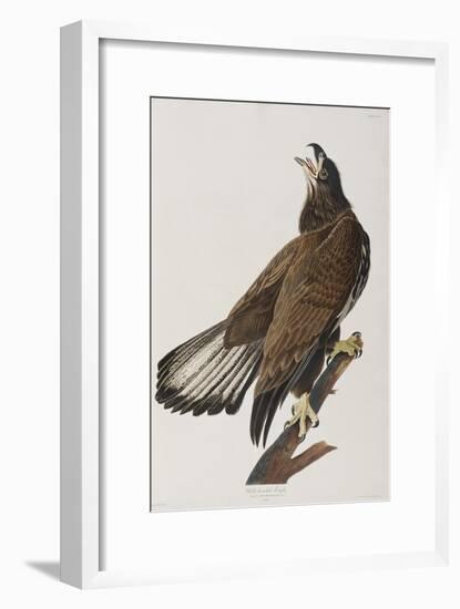 Illustration from 'Birds of America', 1827-38-John James Audubon-Framed Giclee Print