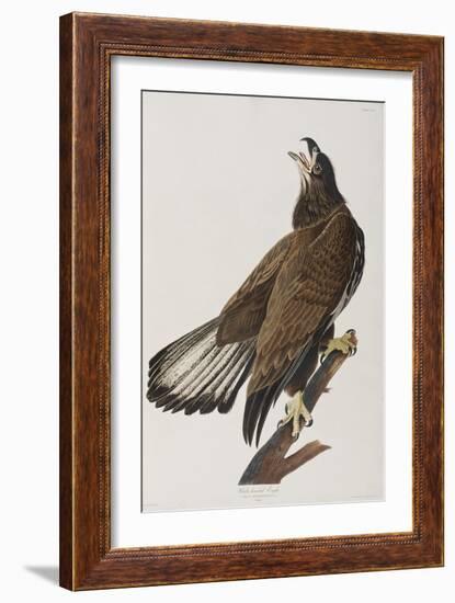 Illustration from 'Birds of America', 1827-38-John James Audubon-Framed Giclee Print