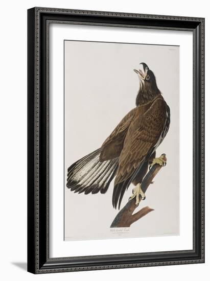 Illustration from 'Birds of America', 1827-38-John James Audubon-Framed Giclee Print