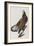 Illustration from 'Birds of America', 1827-38-John James Audubon-Framed Giclee Print