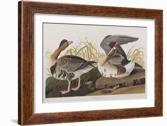 Illustration from 'Birds of America', 1827-38-John James Audubon-Framed Giclee Print