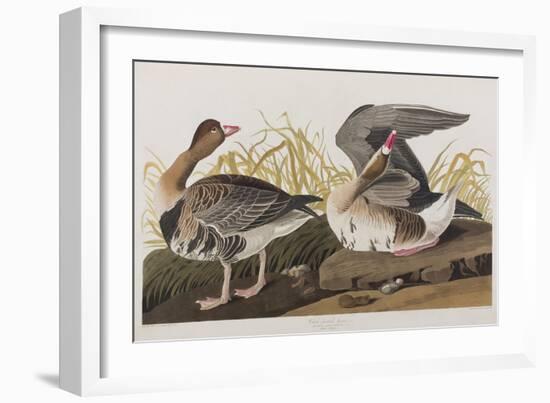 Illustration from 'Birds of America', 1827-38-John James Audubon-Framed Giclee Print