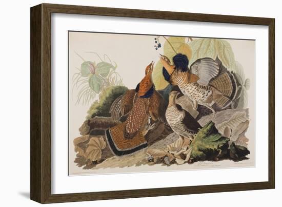 Illustration from 'Birds of America', 1827-38-John James Audubon-Framed Giclee Print