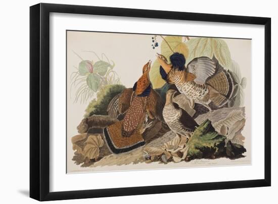 Illustration from 'Birds of America', 1827-38-John James Audubon-Framed Giclee Print