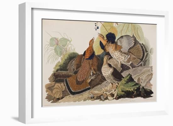 Illustration from 'Birds of America', 1827-38-John James Audubon-Framed Giclee Print