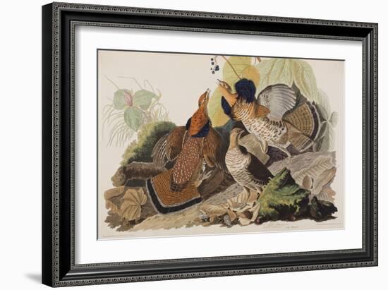 Illustration from 'Birds of America', 1827-38-John James Audubon-Framed Giclee Print