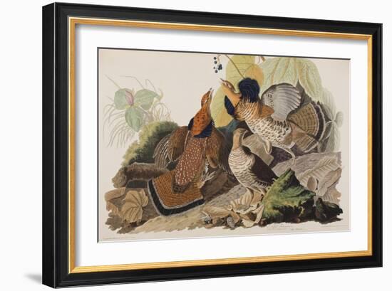 Illustration from 'Birds of America', 1827-38-John James Audubon-Framed Giclee Print