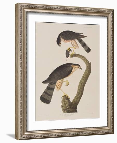 Illustration from 'Birds of America', 1827-38-John James Audubon-Framed Giclee Print