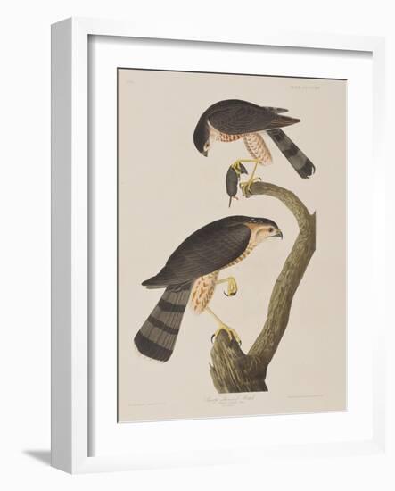 Illustration from 'Birds of America', 1827-38-John James Audubon-Framed Giclee Print