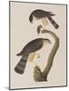 Illustration from 'Birds of America', 1827-38-John James Audubon-Mounted Giclee Print