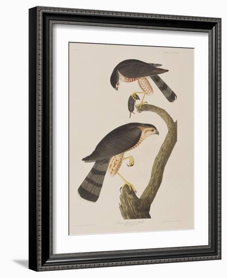 Illustration from 'Birds of America', 1827-38-John James Audubon-Framed Giclee Print