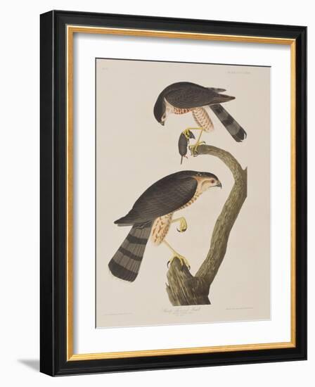 Illustration from 'Birds of America', 1827-38-John James Audubon-Framed Giclee Print