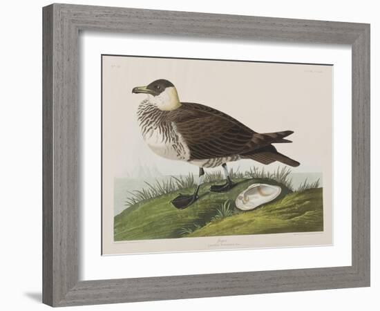 Illustration from 'Birds of America', 1827-38-John James Audubon-Framed Giclee Print