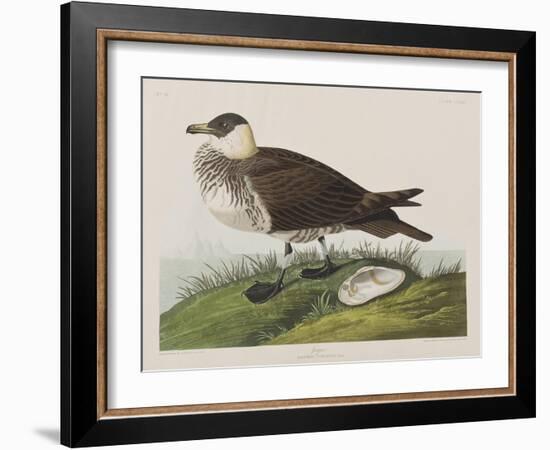 Illustration from 'Birds of America', 1827-38-John James Audubon-Framed Giclee Print