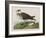 Illustration from 'Birds of America', 1827-38-John James Audubon-Framed Giclee Print