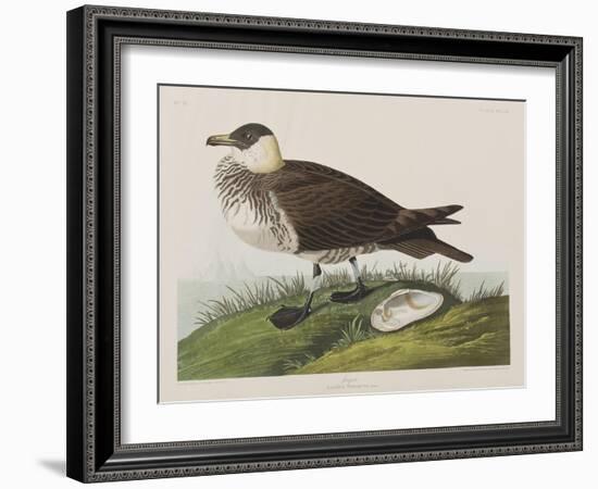 Illustration from 'Birds of America', 1827-38-John James Audubon-Framed Giclee Print