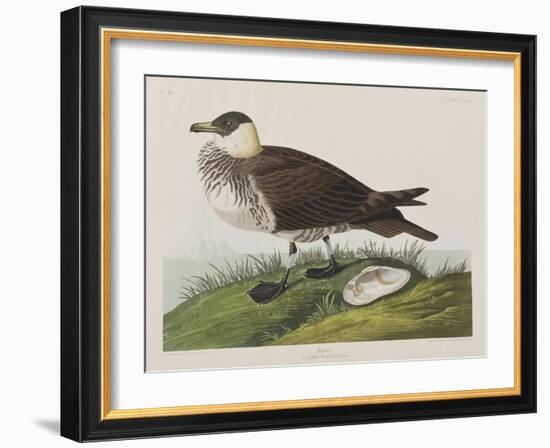 Illustration from 'Birds of America', 1827-38-John James Audubon-Framed Giclee Print