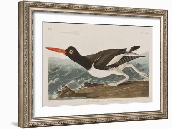 Illustration from 'Birds of America', 1827-38-John James Audubon-Framed Giclee Print