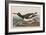 Illustration from 'Birds of America', 1827-38-John James Audubon-Framed Giclee Print