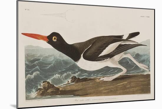 Illustration from 'Birds of America', 1827-38-John James Audubon-Mounted Giclee Print