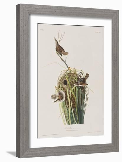 Illustration from 'Birds of America', 1827-38-John James Audubon-Framed Giclee Print