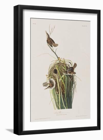 Illustration from 'Birds of America', 1827-38-John James Audubon-Framed Giclee Print