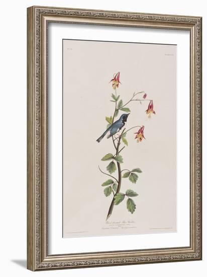 Illustration from 'Birds of America', 1827-38-John James Audubon-Framed Giclee Print