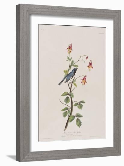 Illustration from 'Birds of America', 1827-38-John James Audubon-Framed Giclee Print