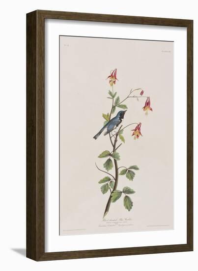 Illustration from 'Birds of America', 1827-38-John James Audubon-Framed Giclee Print