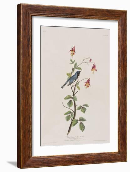 Illustration from 'Birds of America', 1827-38-John James Audubon-Framed Giclee Print