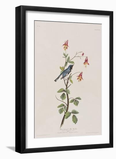 Illustration from 'Birds of America', 1827-38-John James Audubon-Framed Giclee Print