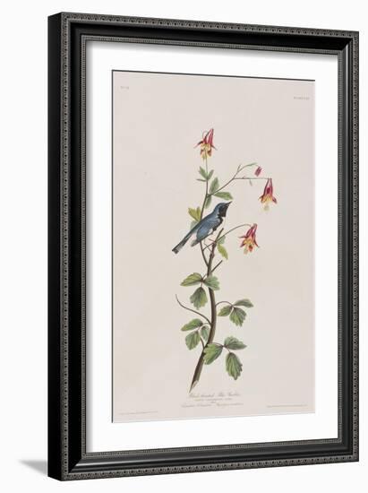 Illustration from 'Birds of America', 1827-38-John James Audubon-Framed Giclee Print