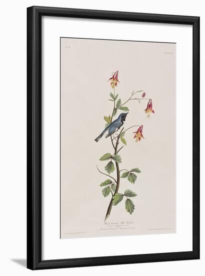 Illustration from 'Birds of America', 1827-38-John James Audubon-Framed Giclee Print