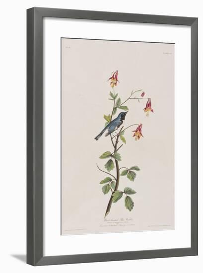 Illustration from 'Birds of America', 1827-38-John James Audubon-Framed Giclee Print