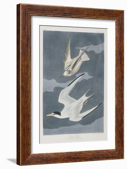 Illustration from 'Birds of America', 1827-38-John James Audubon-Framed Giclee Print