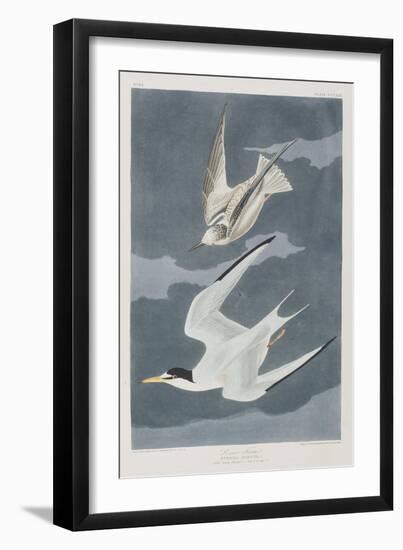 Illustration from 'Birds of America', 1827-38-John James Audubon-Framed Giclee Print